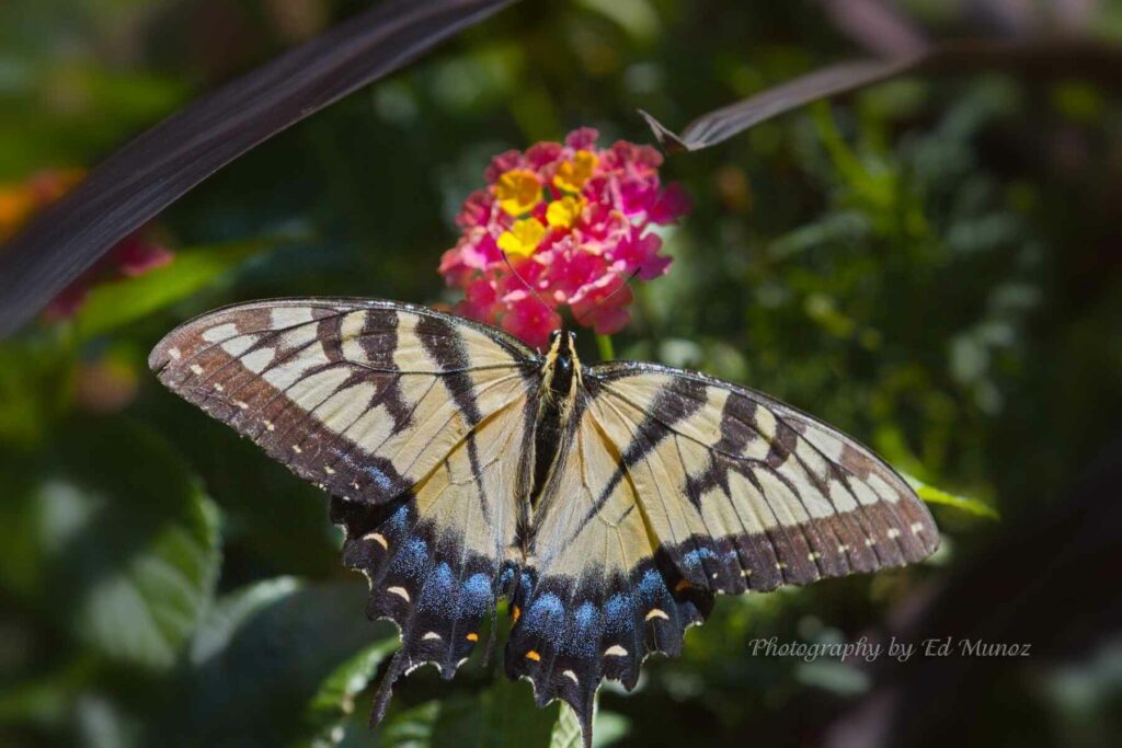 Butterflies & Flowers Gallery